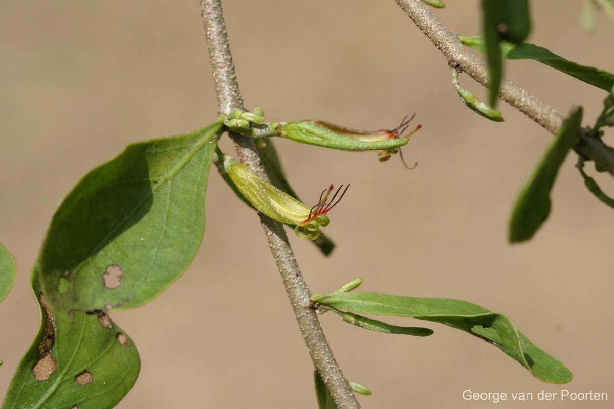 Taxillus cuneatus (B.Heyne) Danser